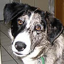 Comet was adopted in March, 2005